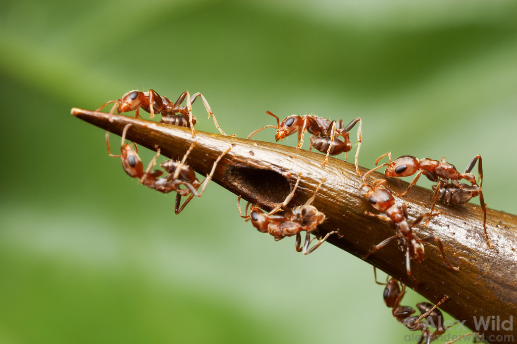 Муравьи устраивают себе жилье в шипах акации и в случае опасности для растения атакуют противника.