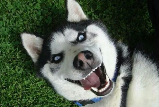 -У Вас еще нет хаски? Тогда мы идём к ВАМ!