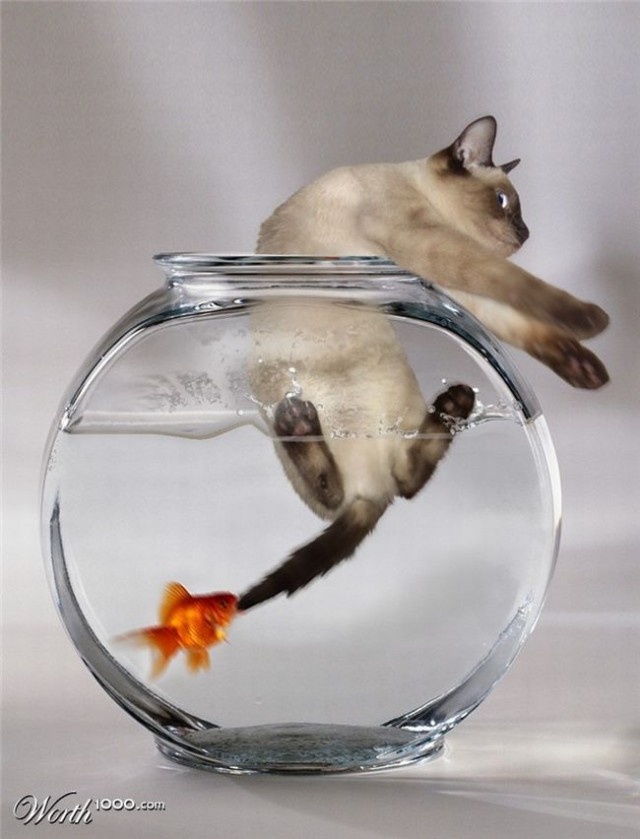 фото из открытых источников интернета