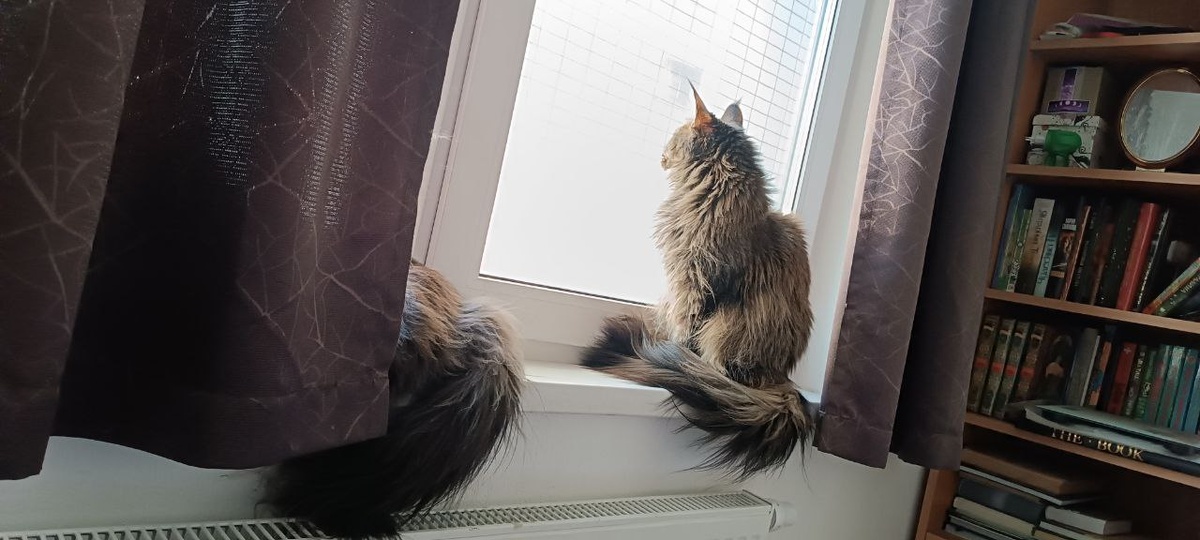 Бозя прячется, а я ей говорю