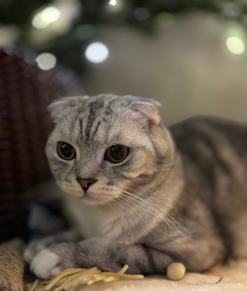 😄Вот такой «скоттиш фолд».