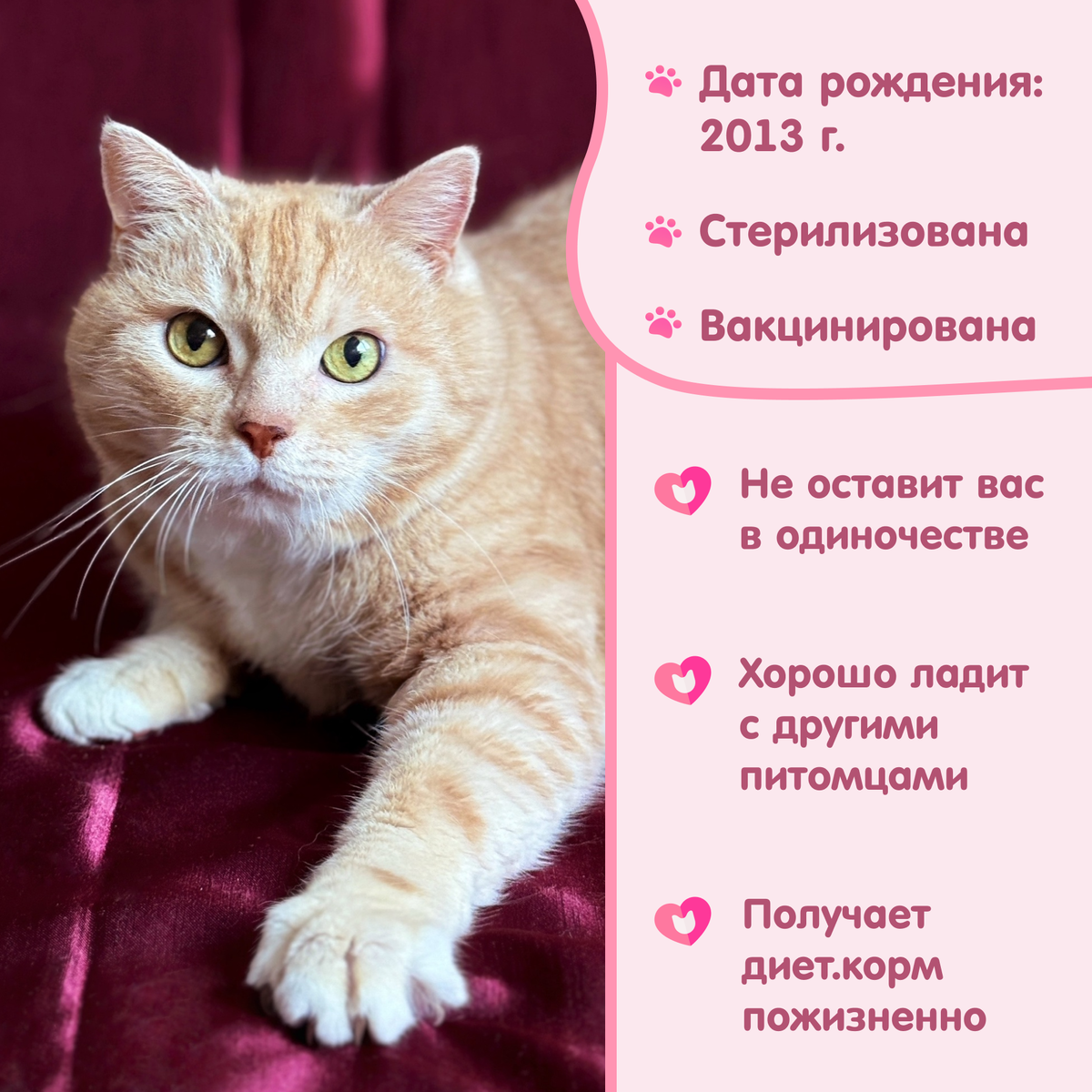 © ВСЕ ОТТЕНКИ КОШАЧЬЕГО. Кошка Алиса ищет своих любящих хозяев!