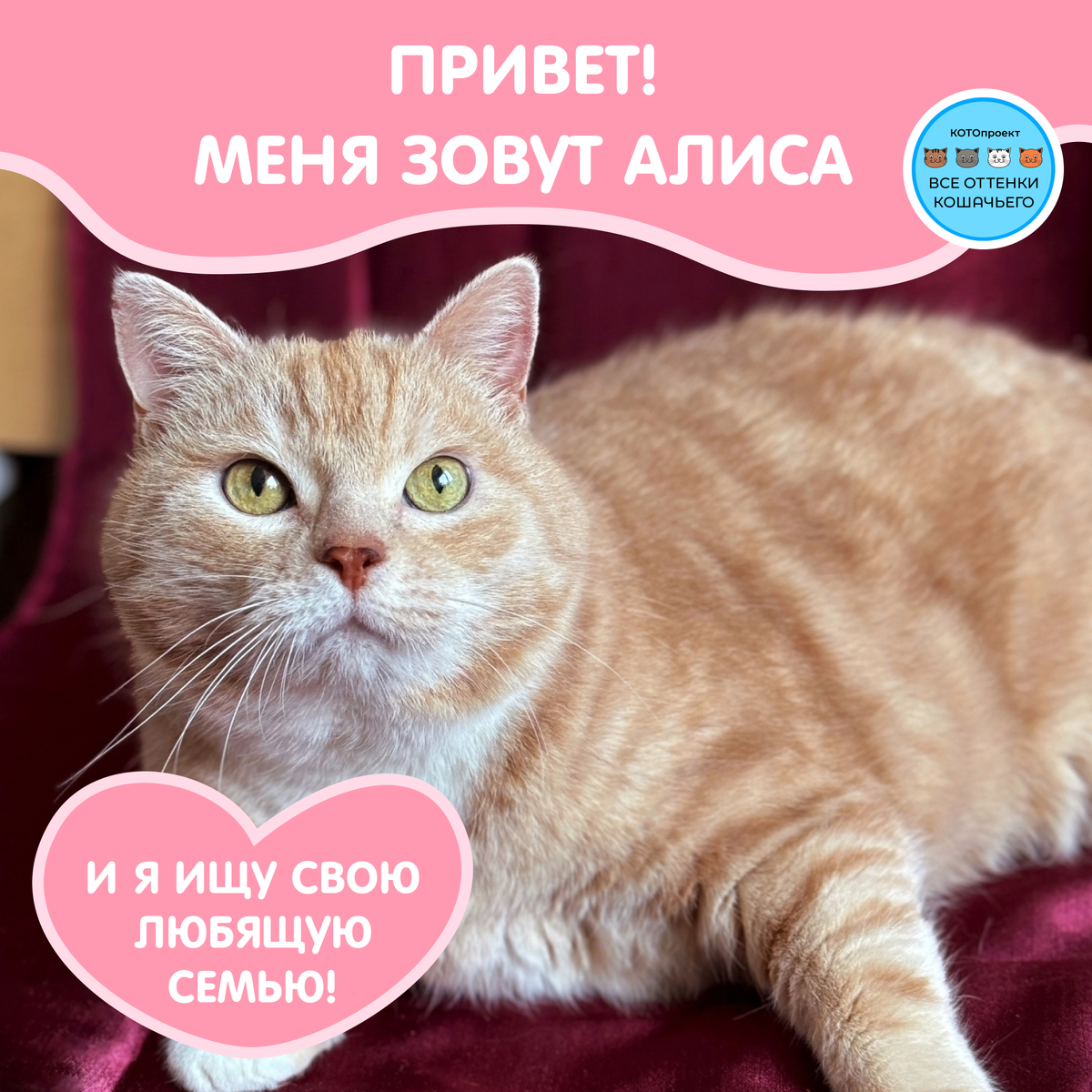 © ВСЕ ОТТЕНКИ КОШАЧЬЕГО. Кошка Алиса ищет своих любящих хозяев! Листай дальше, чтобы познакомиться поближе ➡️