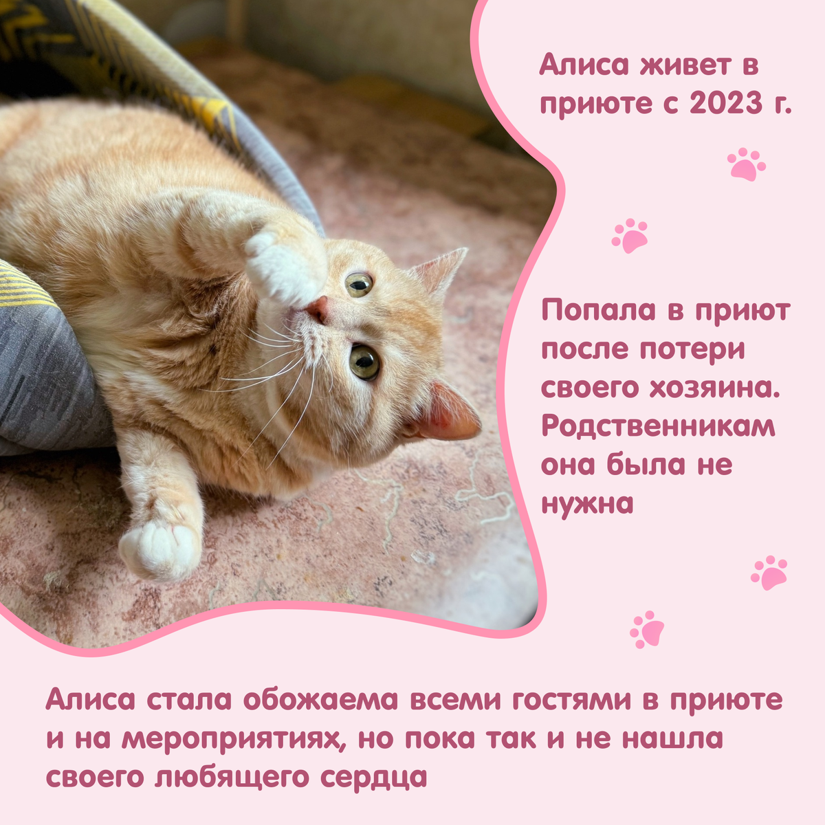© ВСЕ ОТТЕНКИ КОШАЧЬЕГО. Кошка Алиса ищет своих любящих хозяев!
