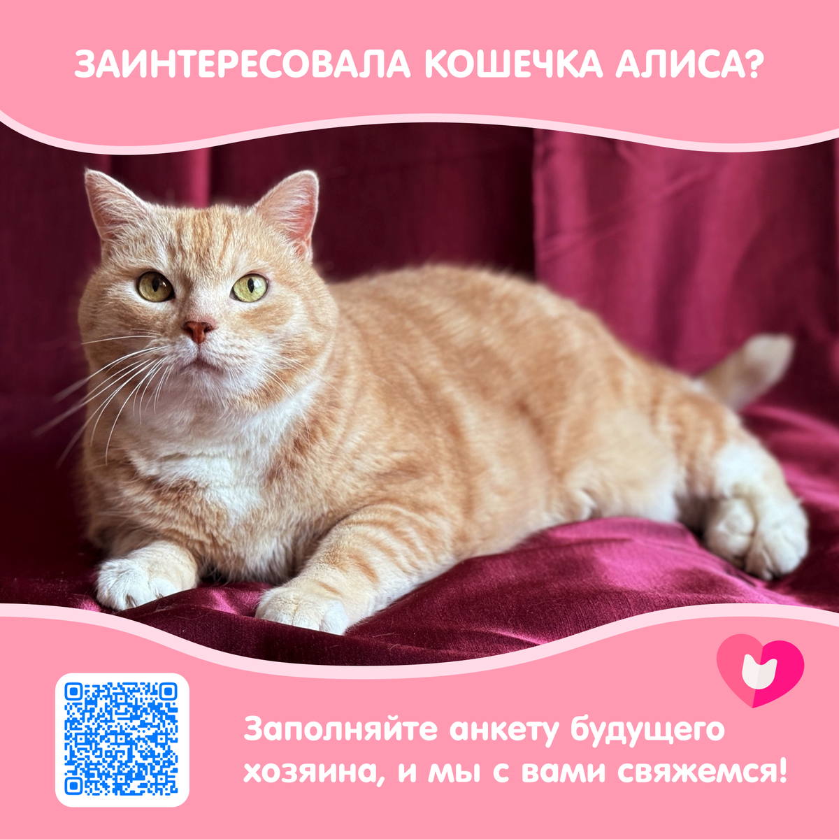 © ВСЕ ОТТЕНКИ КОШАЧЬЕГО. Кошка Алиса ищет своих любящих хозяев!