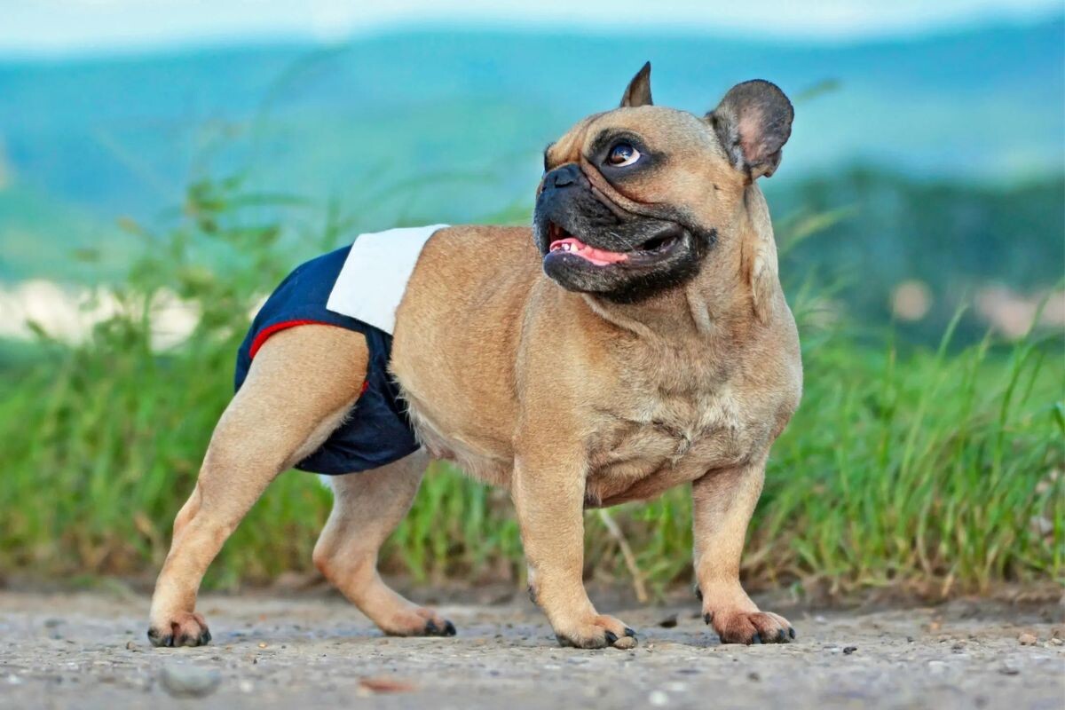 Как гулять с собакой во время течки