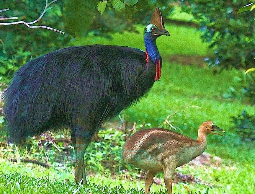 Жутко подумать если бы птичка питалась людьми, самая опасная птица: Шлемоносный Казуар. (Кофейные мысли)