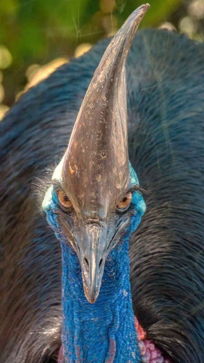 Жутко подумать если бы птичка питалась людьми, самая опасная птица: Шлемоносный Казуар. (Кофейные мысли)