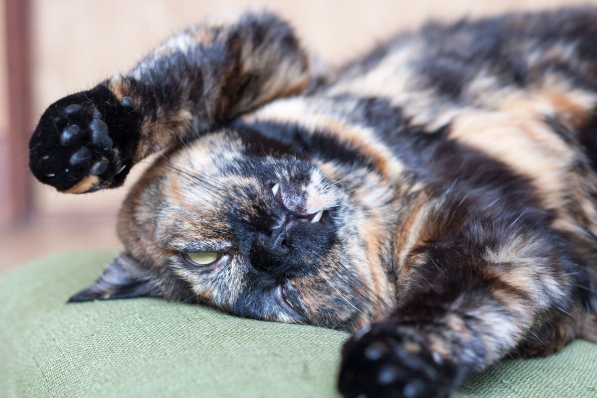 Кошка крепко спит