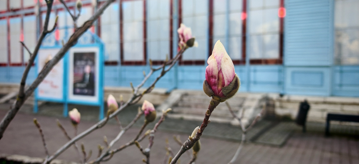 Это растет ближе всего к галерее, в тени, поэтому пока не расцвело