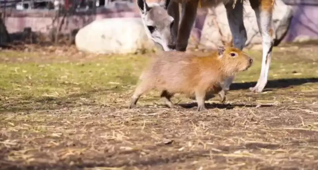    Фото: скриншот видео из telegram-канала Московского зоопарка