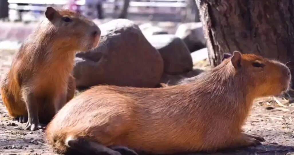    Фото: скриншот видео из telegram-канала Московского зоопарка