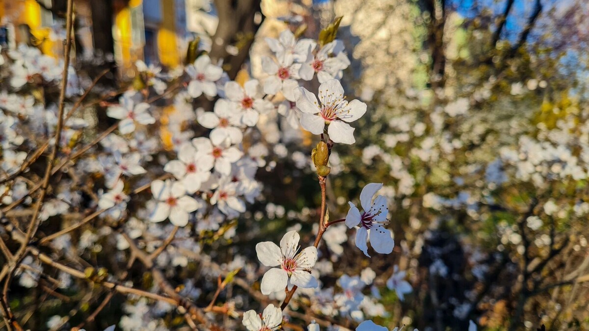     Источник: 1MI