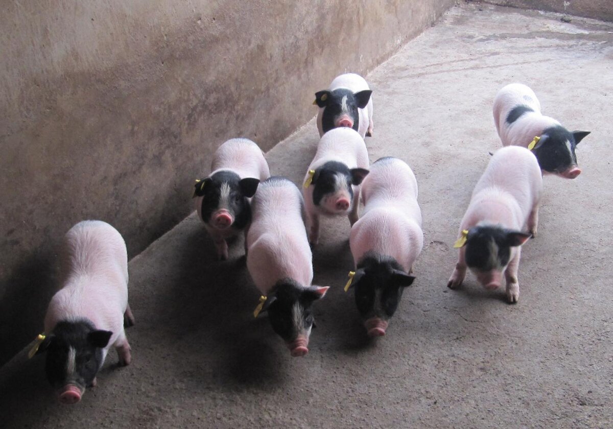 Миниатюрные свиньи того вида, который использовался для трансплантации.Shulin Yang