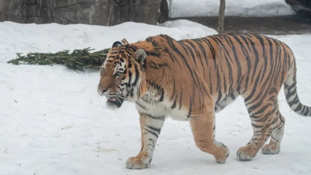    Фото: Komsomolskaya Pravda/Global Look Press