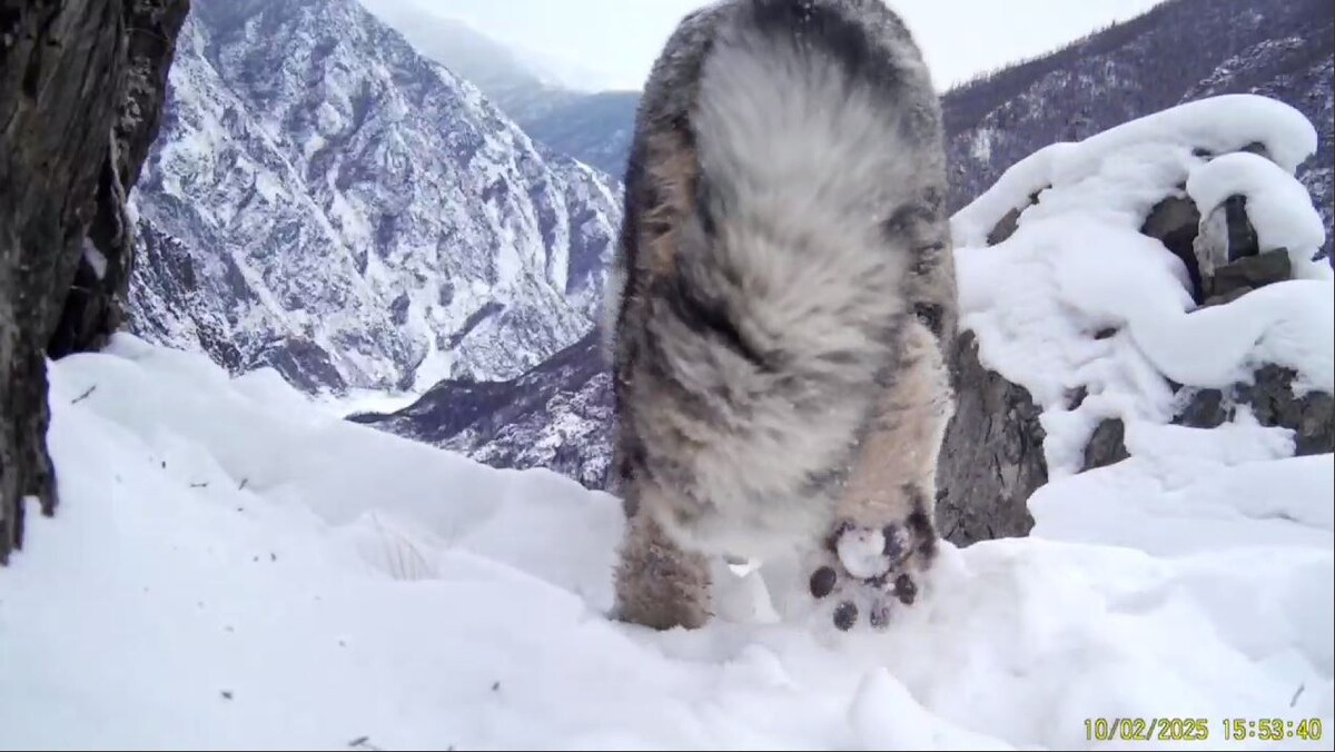     Снежный барс продефилировал перед фотоловушкой в Саяно-Шушенском заповеднике