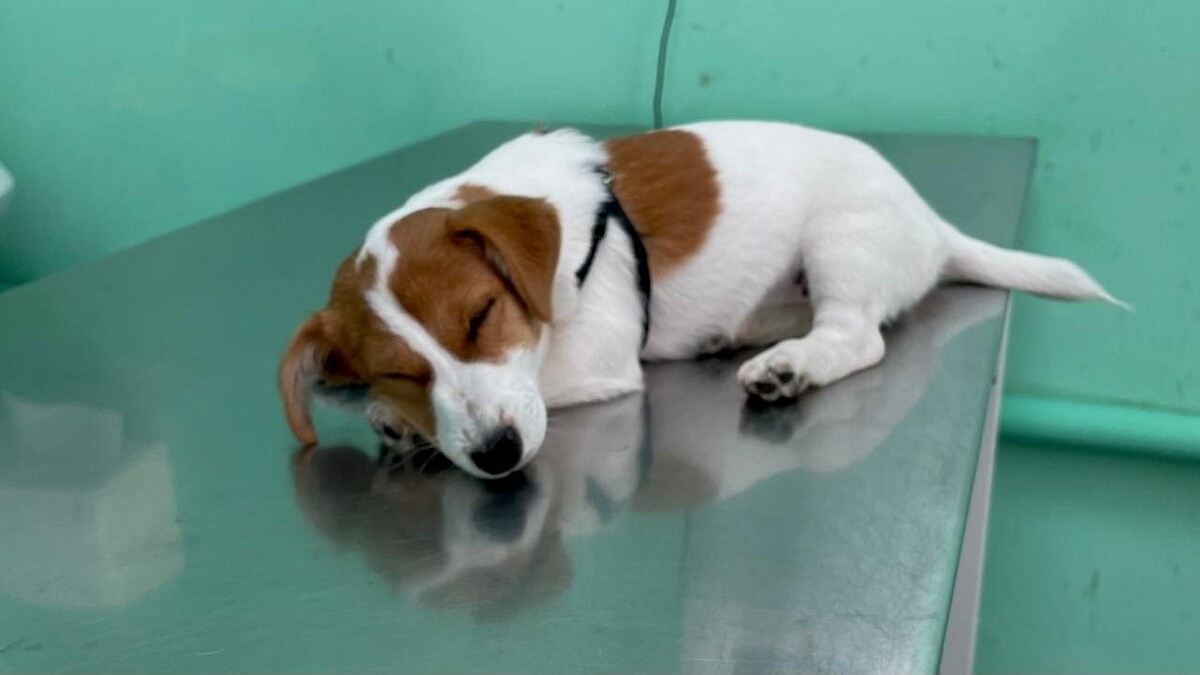    Фото: телеканал «Краснодар»