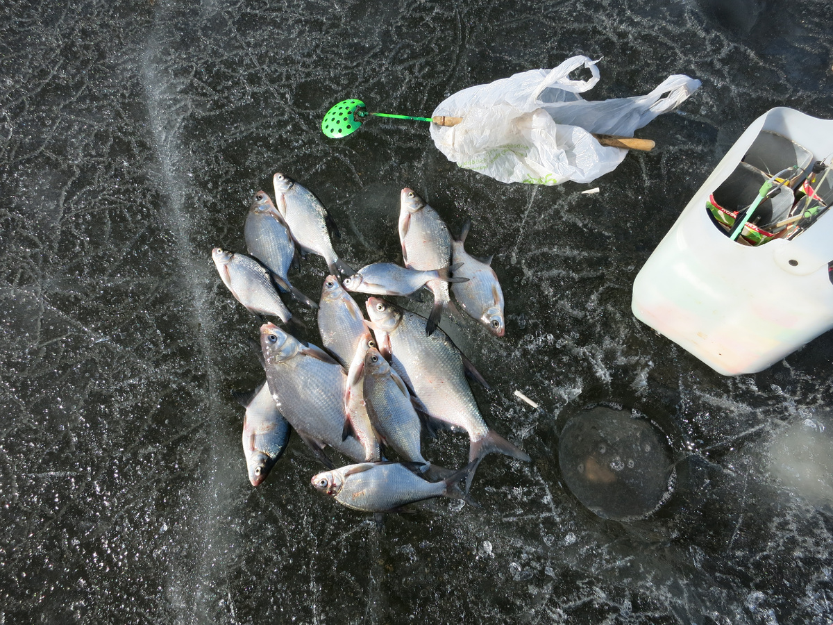  Вот такая срань и клевала. Фото  днём раньше.