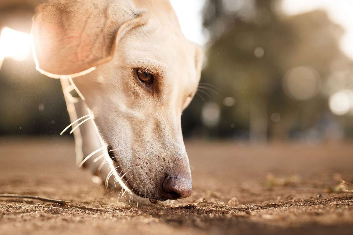 Собака ищет по запаху
