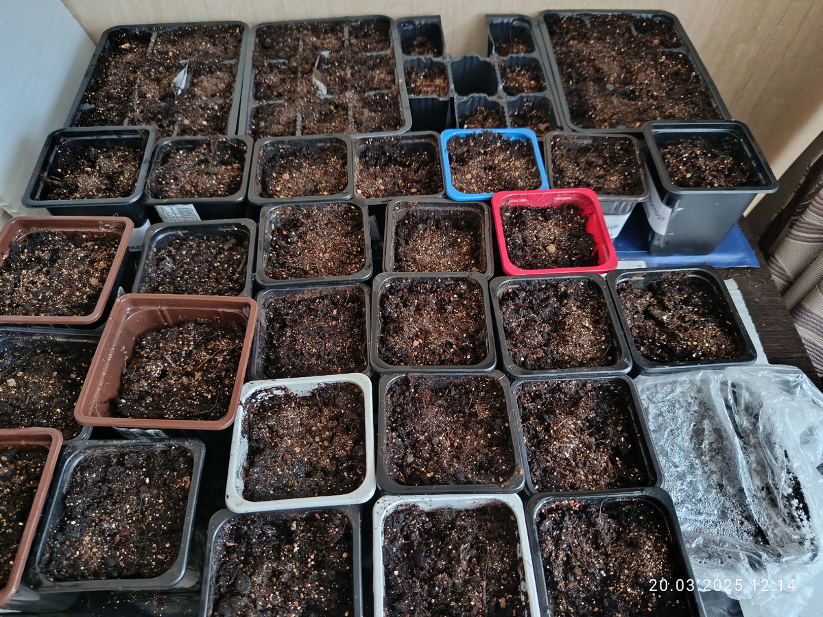 Дата фото 20 марта