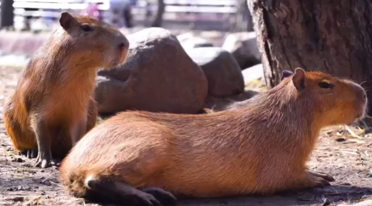     / Источник: © Московский зоопарк. Кадр из видео