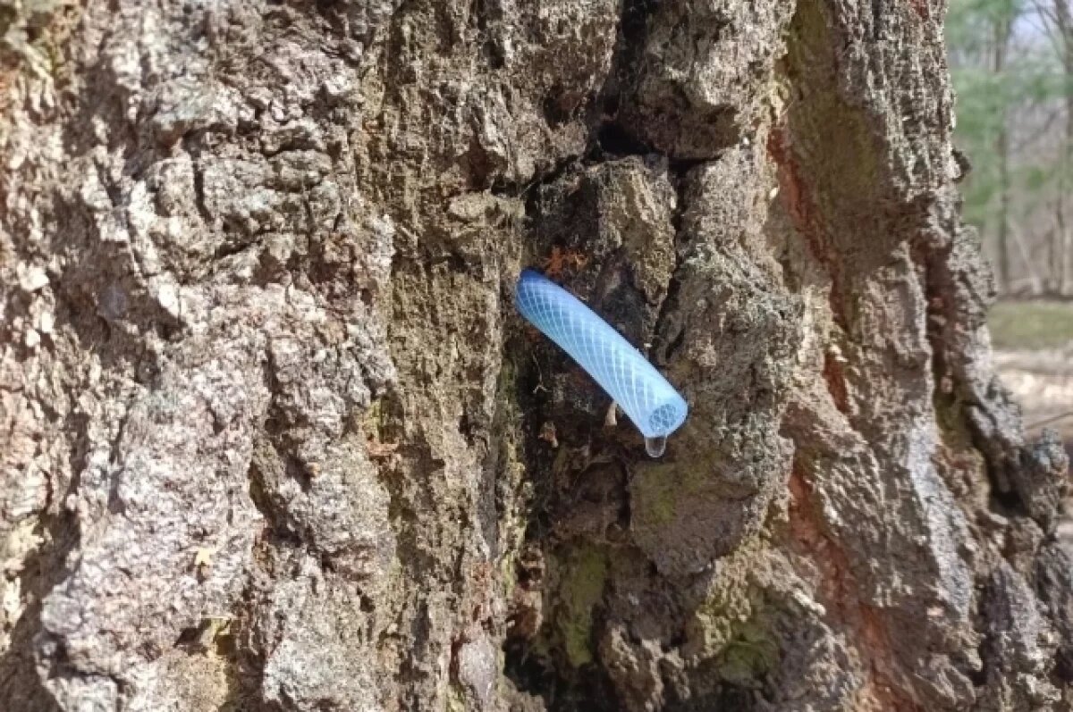    Тулякам рассказали о пользе и вреде берёзового сока