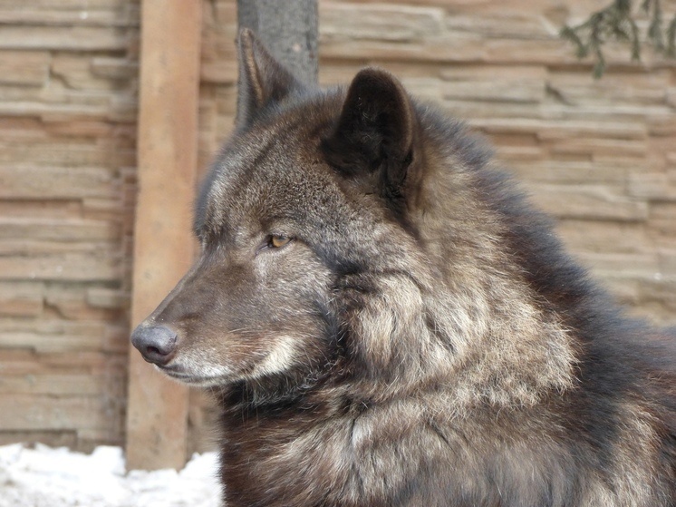     Хакасский зоопарк показал фотографии сурового красавчика. Фото: Абаканский зоопарк