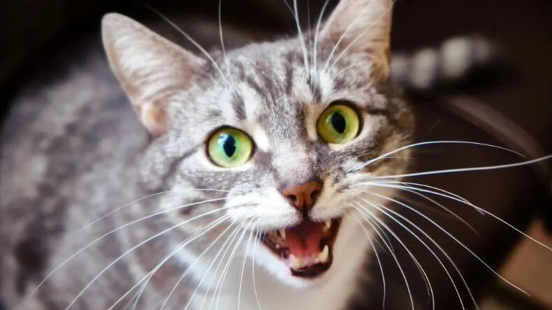    Фото: Zhuravlev Andrey/Shutterstock/Fotodom