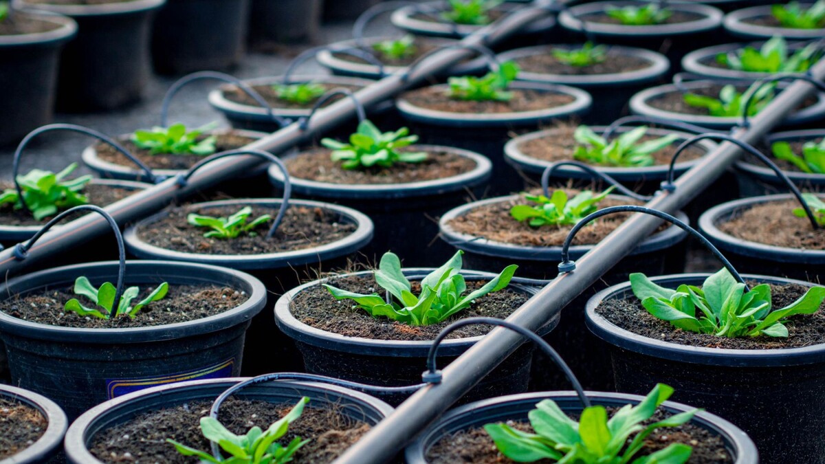    Фото: kheartmanee thongyot/Shutterstock/Fotodom