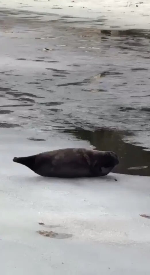    Фото: скриншот из видео в телеграм-канале «Nerpa SPb».