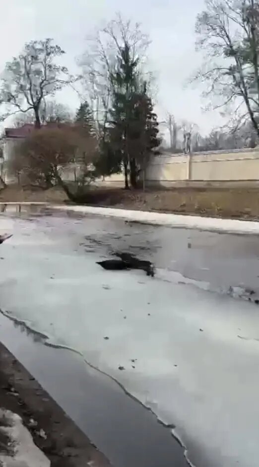    Фото: скриншот из видео в телеграм-канале «Nerpa SPb».