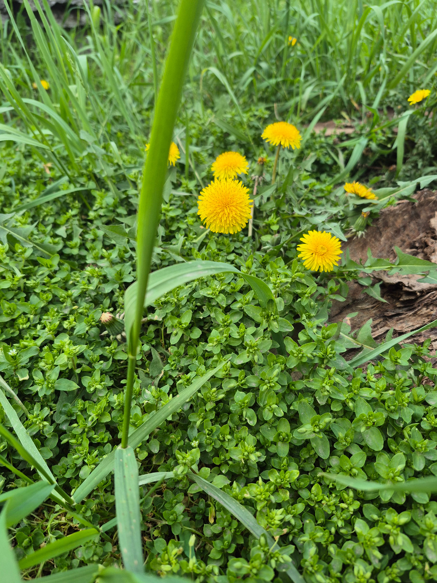 первые одуванчики.