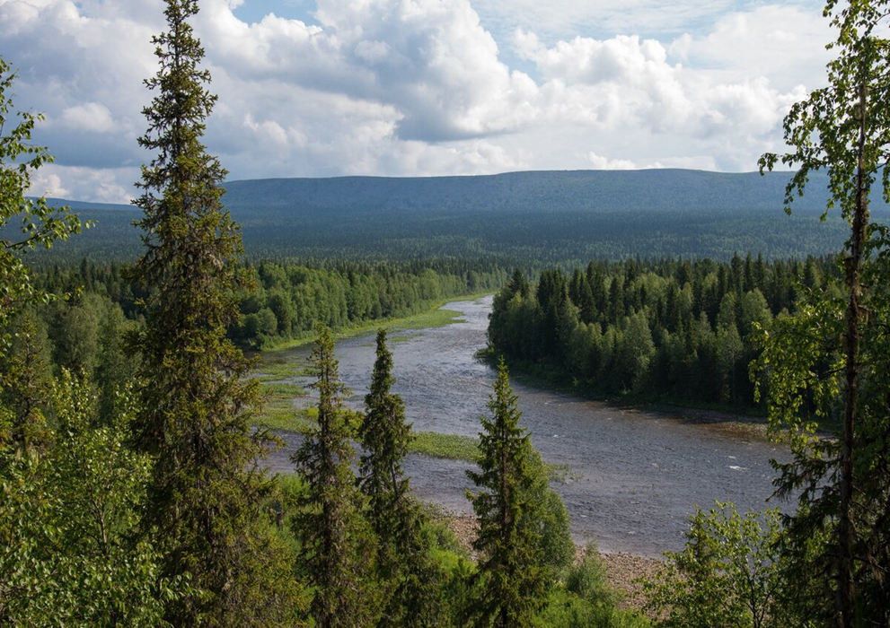 Рис. 2. Всемирное культурное и природное наследие 
«Девственные леса Коми» [5].
