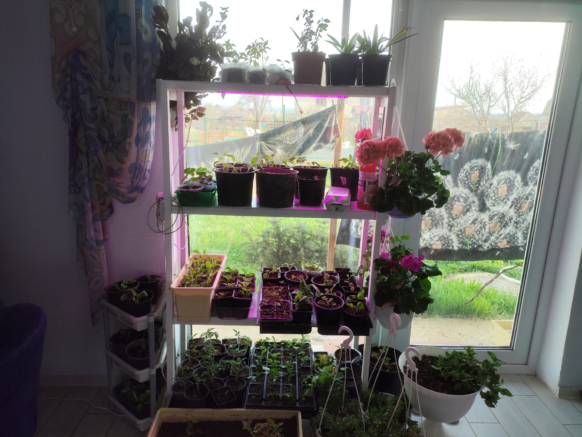 Стеллаж с рассадой. Кстати, тоже Витя сделал.