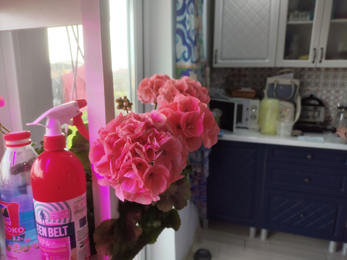 Шикарная геранька