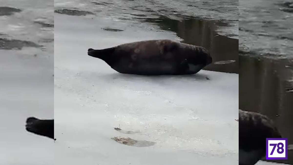    Фото: t.me/sealresque