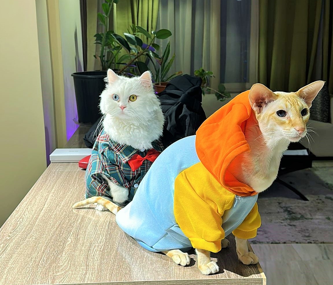 Наши квартирные разбойники