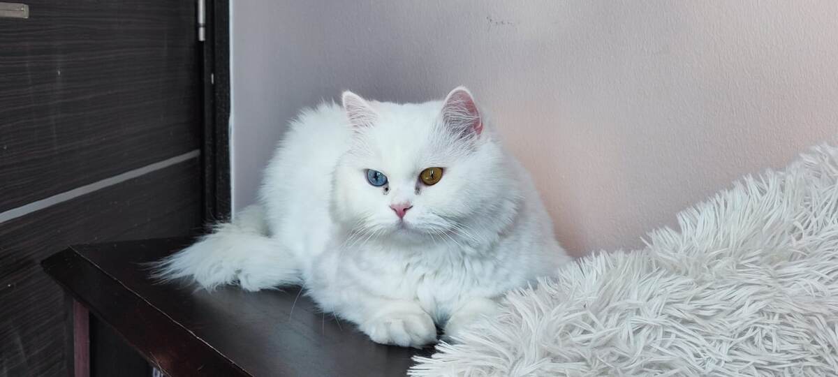 Его шахское величество Самбус