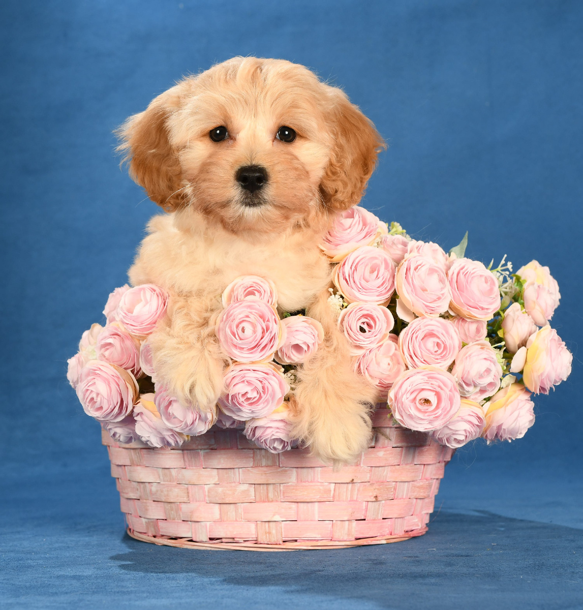 Мальтипу Дайнерис Мимими дог