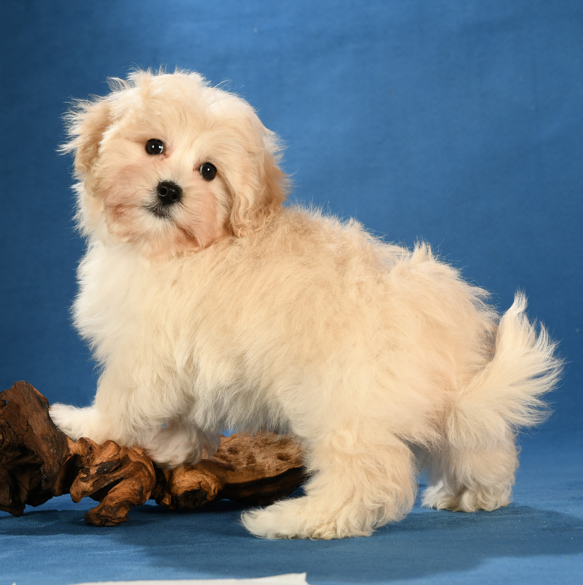 Мальтипу Дартаньян Мимими дог