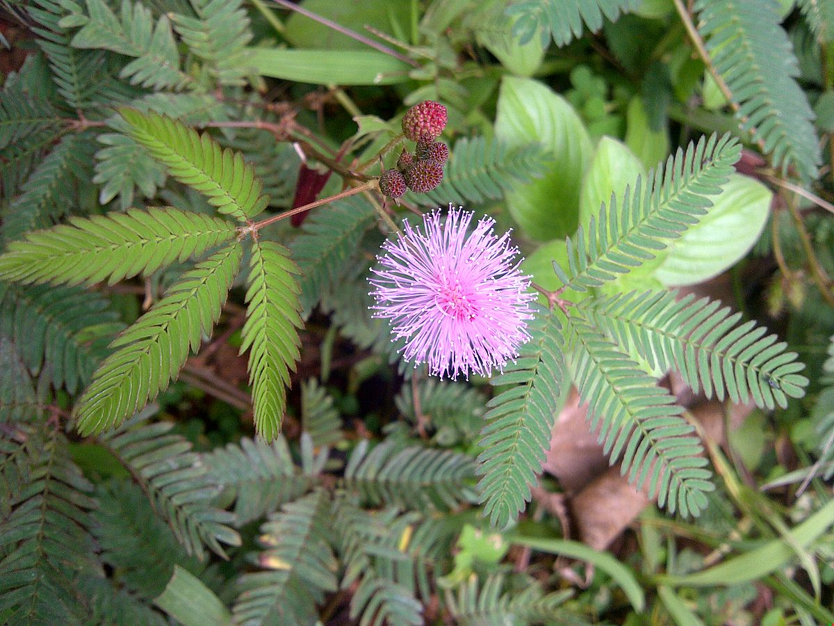 Мимоза стыдливая (Mimosa pudica)