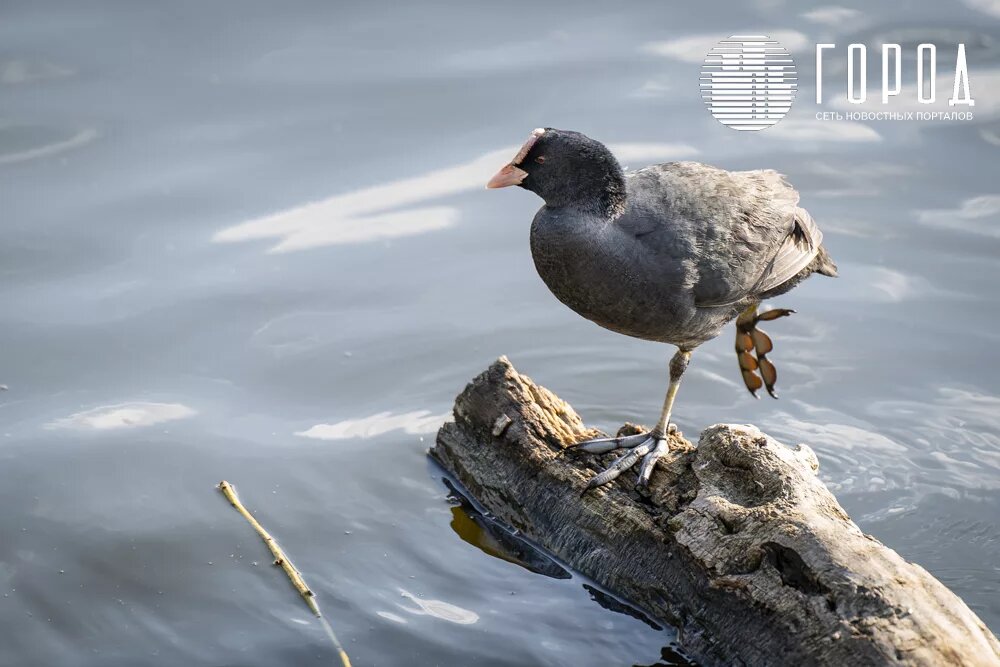 Фото: krd.gorod.space