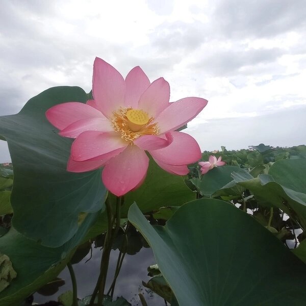   Долина Лотосов, Темрюкский район Мария Казённова