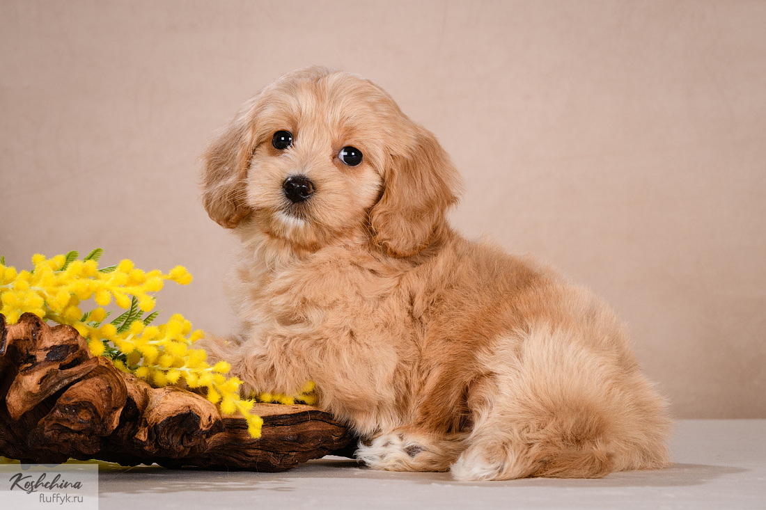 Мальтипу из питомника Мимими дог