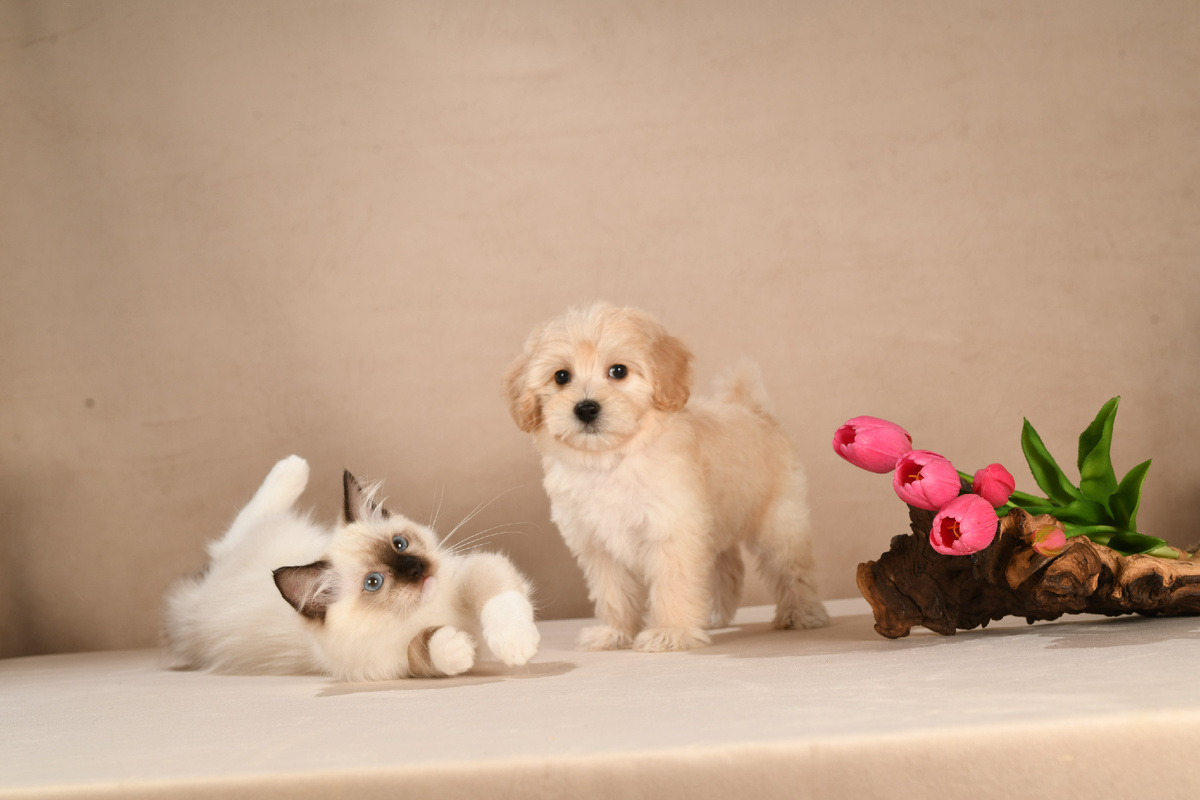 Мальтипу из питомника Мимими дог