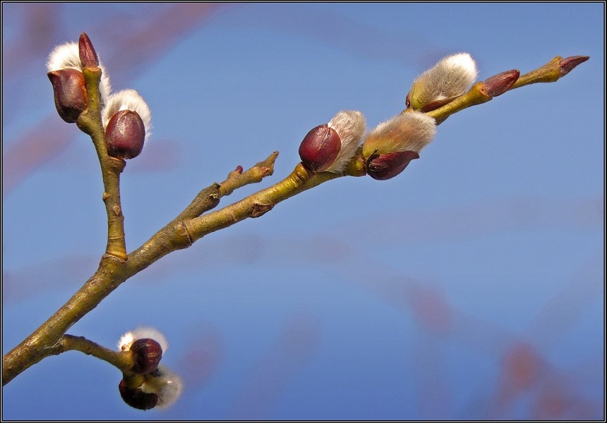 Фотоиз открытого источника