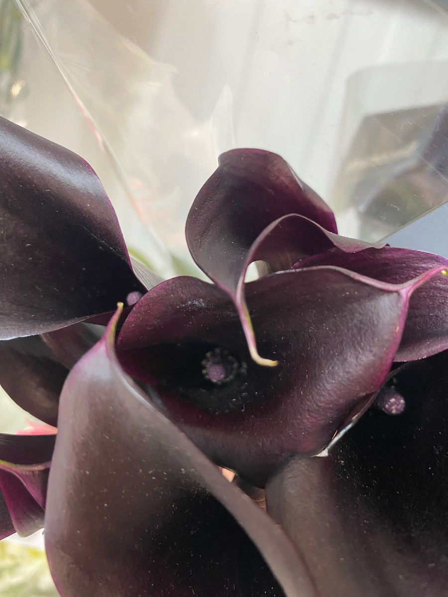 Мои любимые черные каллы.