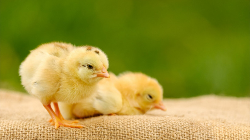 Фото: freepik.com