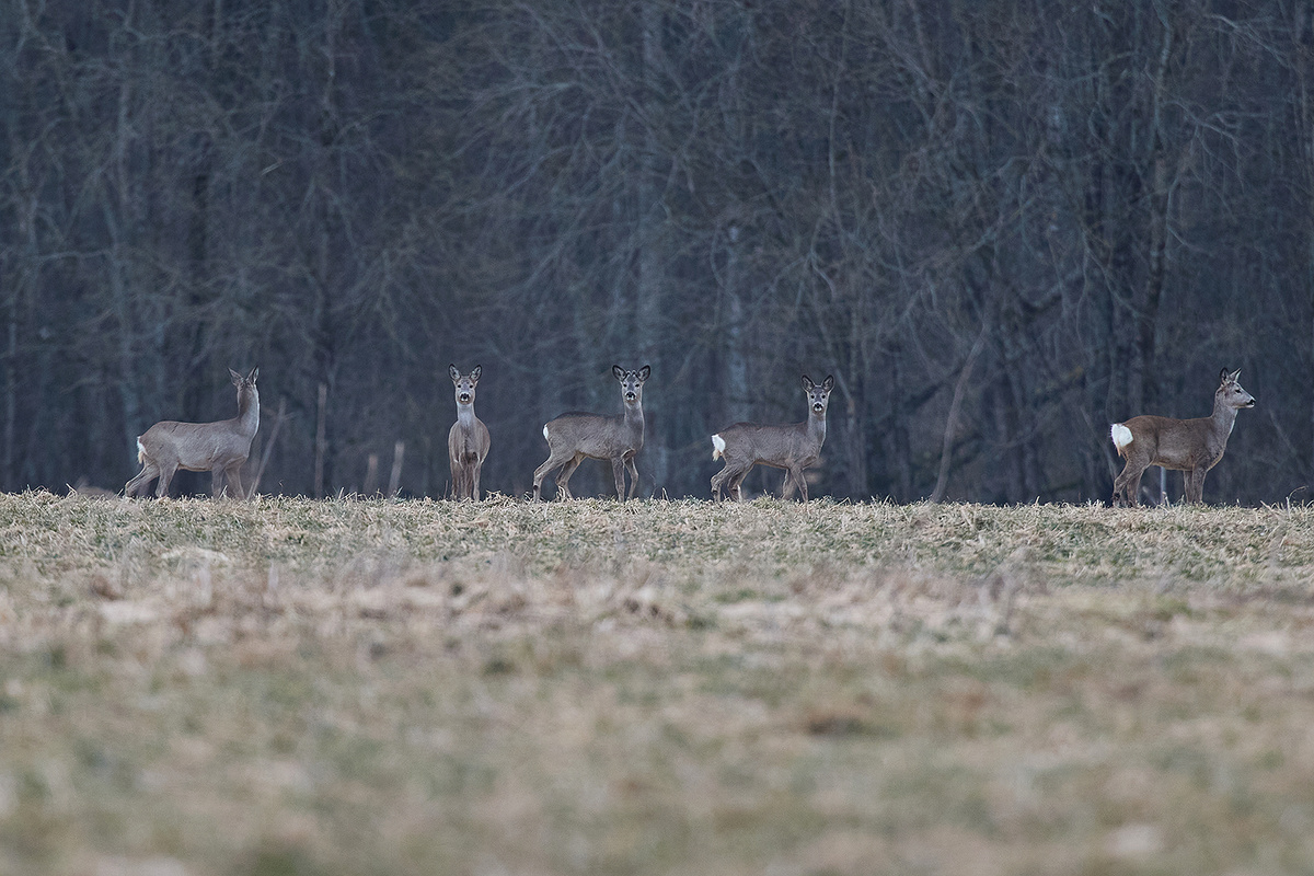 Дикие косули в Ленинградской области