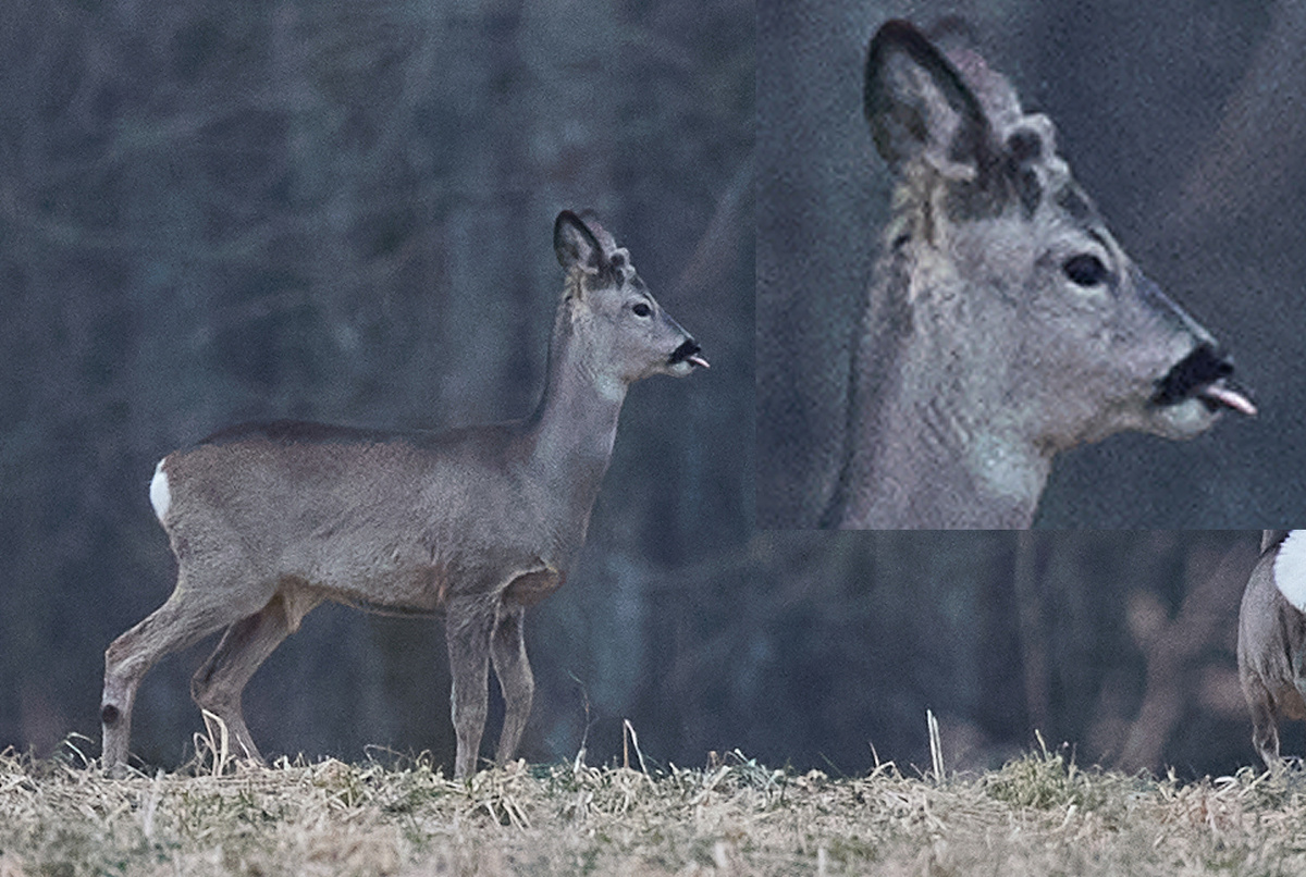 Заметил меня и дразнит. Уже видны небольшие рожки у самца.